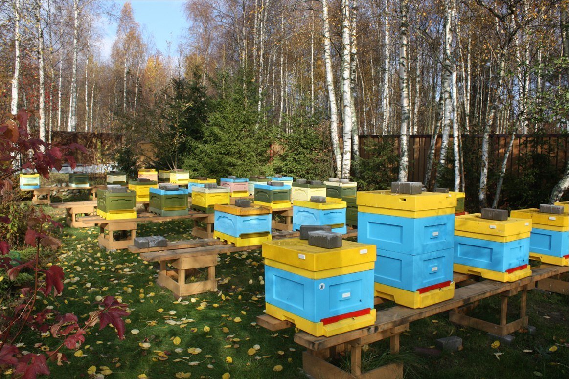 Пасека в саду