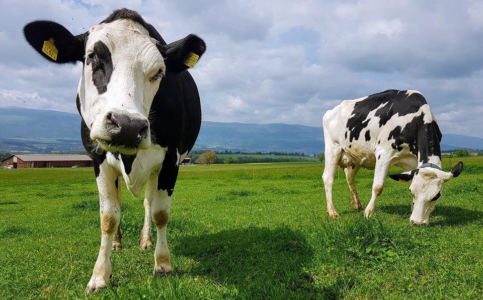 AlisonGossEng's tweet photo. Worth a read: A start-up funded by @Energy is turning dairy #waste from yogurt plants into #biofuels https://t.co/Nh556HsxP0  Photo: Pixabay https://t.co/qGYKuacp9F