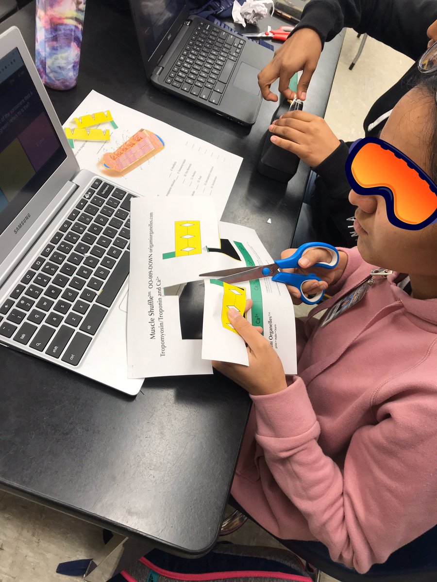 DavidENorman's tweet photo. Anatomy & Physiology Ss learning about the muscular fatigue & muscle strength by fiber type with activities & Labs from @VernierST & #HASPI https://t.co/HHGNmAEh2B