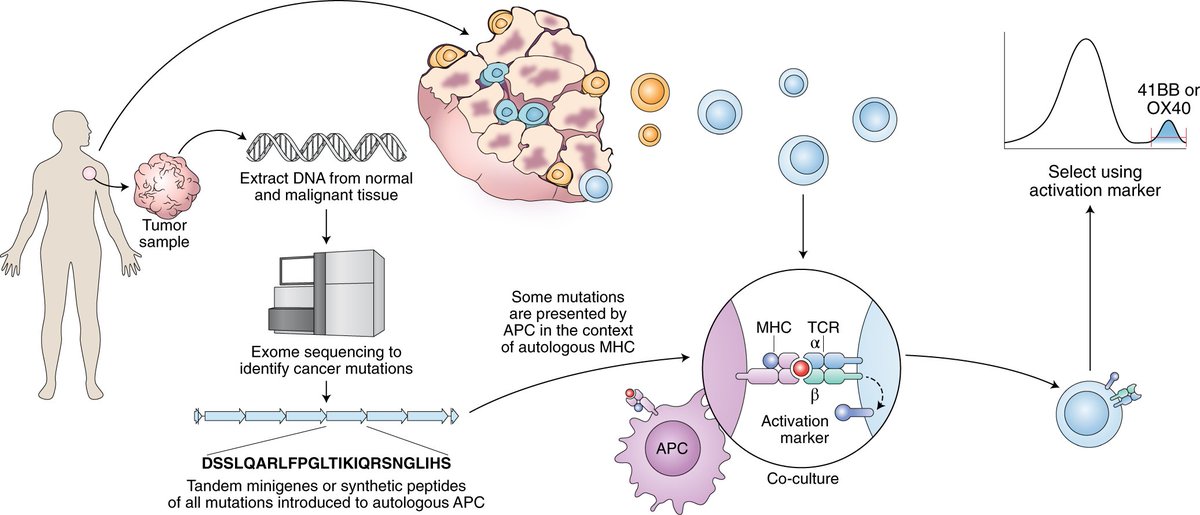 mmw_lmw's tweet photo. #Oct2019_ReCap | #AdoptiveCell_Therapies | Developing #Neoantigen-targeted #T_cell_based treatments for #SolidTumors | Current methodology | Nicholas Restifo @theNCI @NatureMedicine https://t.co/IQHVnDKehX https://t.co/mcDxYus8al