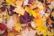 grademasterinc's tweet photo. IT'S FALL Y'ALL! Don't forget to take advantage of our S A L E running through tomorrow 11/7! Hop onto our website https://t.co/RsrycRhZEw for more info or to sign up for a quick demo of our system! At only $5/student for the year you don't want to miss this! https://t.co/v0t9l7K7Pr