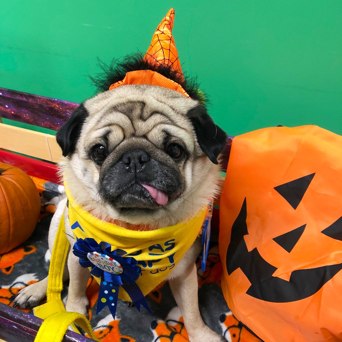 therapypugalfie's tweet photo. No tricks, only treats @RMCHosp today 🎃 Thank you for all my birthday snuggles and treats, I’ve had such a lovely day 🎂 shared with permission ✔️@PetsAsTherapyUK @RMCH_Ward84  #pugkin 🎃 #HappyHalloween 👻 https://t.co/rFs8AiYRJQ