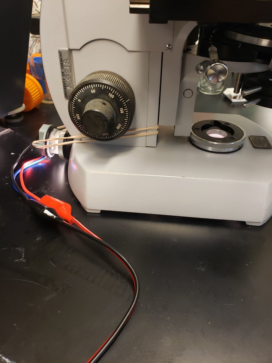 immunoJeej's tweet photo. Neighboring lab was throwing away a perfectly good Zeiss scope that had a 220V plug and kept blowing bulbs. After failing with a voltage converter, I rigged up a car's brake light socket and bulb up to restore life to this West Germany relic. #microscopy #zeiss #budgetscience https://t.co/EpNn5yFqMo
