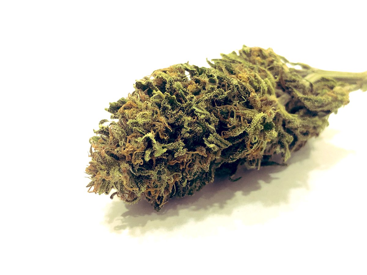 G4SM4N_'s tweet image. #Bio Blue Dream #Stickyicky this blueberry + haze is a wonderfully balanced strain and is great for most times of the day in my opinion. 

Let’s keep em coming shall we? 

#Loyaltothesoil 
#Youlreadyknow 
#Sungrown