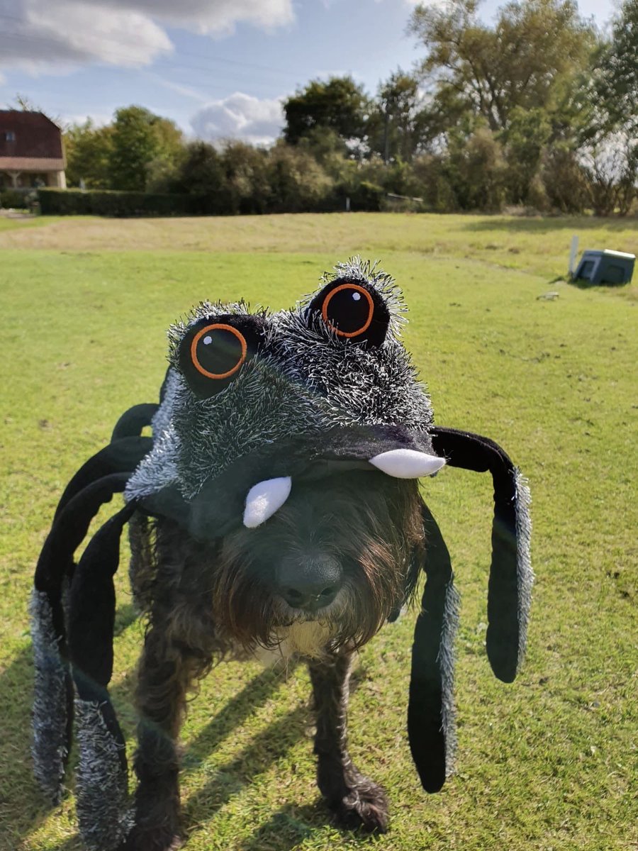 AshValleyGC's tweet image. 🎃🎃Happy Halloween from Harry the Office Manager (in his head)🎃🎃

. #hertfordshiregolf #hertsgolf #golf #hertfordshirelife #visitherts #halloweendogsofinstagram