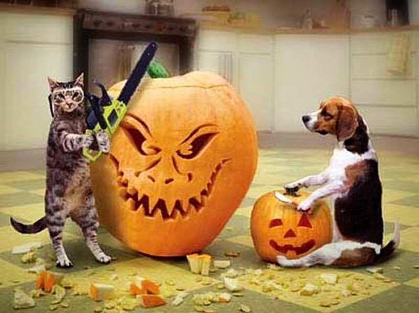 Happy Halloween from Katie’s Pet Services 👻🐾 #dogsofbrighton #dogsofbrightonandhove #brightondogs #brightonpets #cats #catsofbrighton #brightoncats