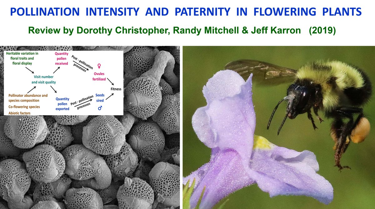 PollinatorCons's tweet photo. Our new review explores how pollen limitation influences selection on floral traits and pollen competition.  #pollination #ecology #evolution #botany #annbot
FREE PDF https://t.co/2AfAQ2Onl9 https://t.co/U1cvPYmJqC