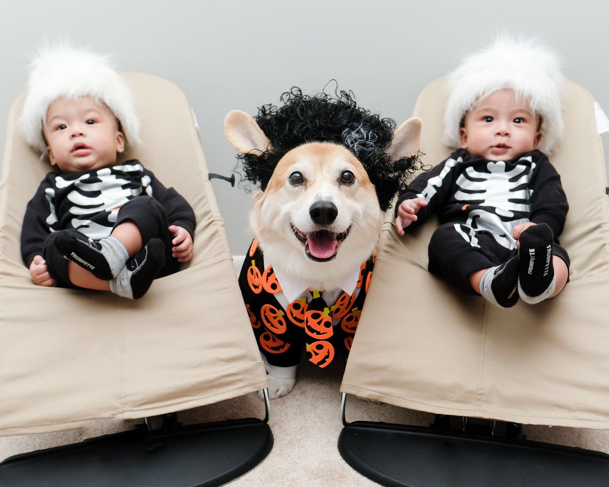 WallyWelshCorgi's tweet photo. Just a guy in a pumpkin suit with two b-boy skeletons. Any questions? #DavidPumpkins https://t.co/lENRDjzwdJ