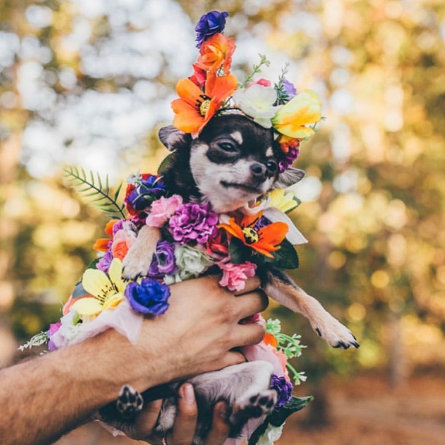 Cute Pug Pitbull Mix