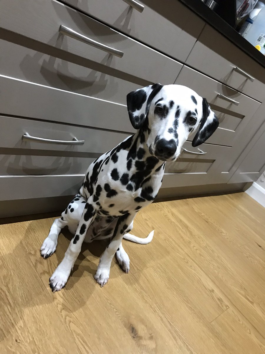 shamseetalk's tweet image. Moose is desperate to try a Pot Noodle! - managed to rescue them just in time! #bombaybadboy! #msg #cupboardraider