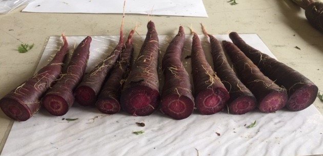 NCBiotech_CCP's tweet photo. Our first #purplecarrots harvest from our Kinston, NC location occurred yesterday. The internal purple color of the carrots was very promising! Photographed is a sample of the harvested Deep Purple variety. Thank you to @BejoSeeds for providing seed for the trials! https://t.co/uUj12uh5Ec
