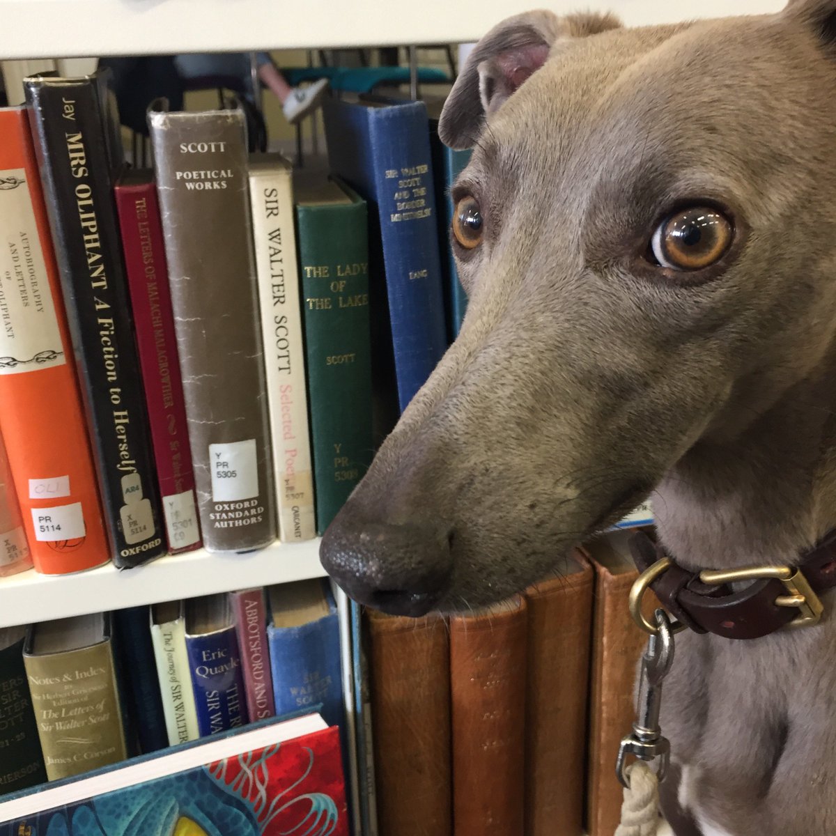 Theresa Breslin tweet media