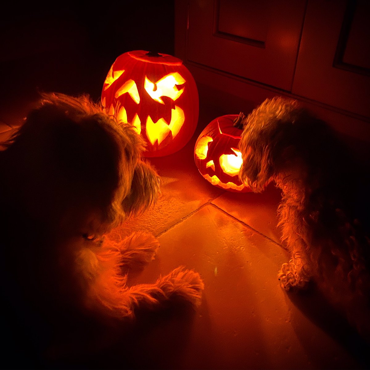 WildandWool's tweet photo. 🎃 HAPPY HALLOWEEN 🎃 
from Wild &amp; Wool ... Hope you all get lots of treats!
#Halloween #ghostlydogs #Piper #Millie #sportinglucasterrier #miniaturewirehaireddachshund #lovemydogs #spooky #frightnight #trickortreat #wildandwool https://t.co/rISKrCaSJS