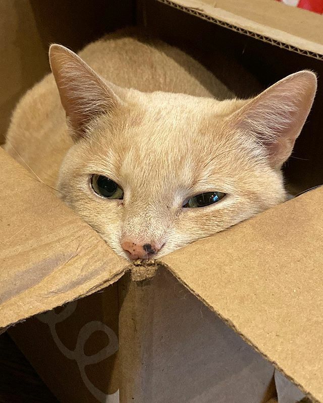 pete_here's tweet photo. It is cold and rainy outside, so we’re not leaving the box 🐱📦
.
.
.
#junebug #box #cozy #silly #meow #purr #catsofinstagram #kitty #cat #catstagram #cute #pittsburgh #pittspurrgh https://t.co/xo52bChbTn