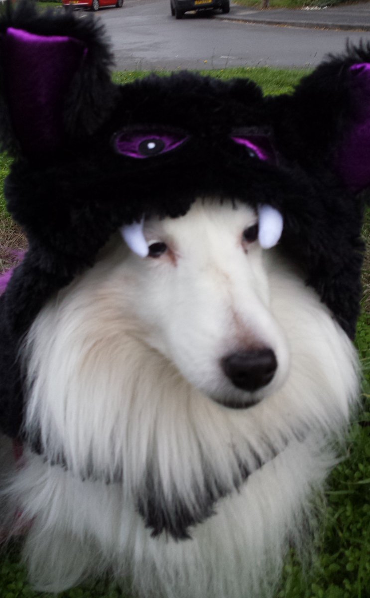 Whisper is pretty much the perfect dog doesn't care if kids come up to her and hug her,or if I make her wear a Halloween costume, I was laughing so much. #sheltie  #dog  #halloween2019