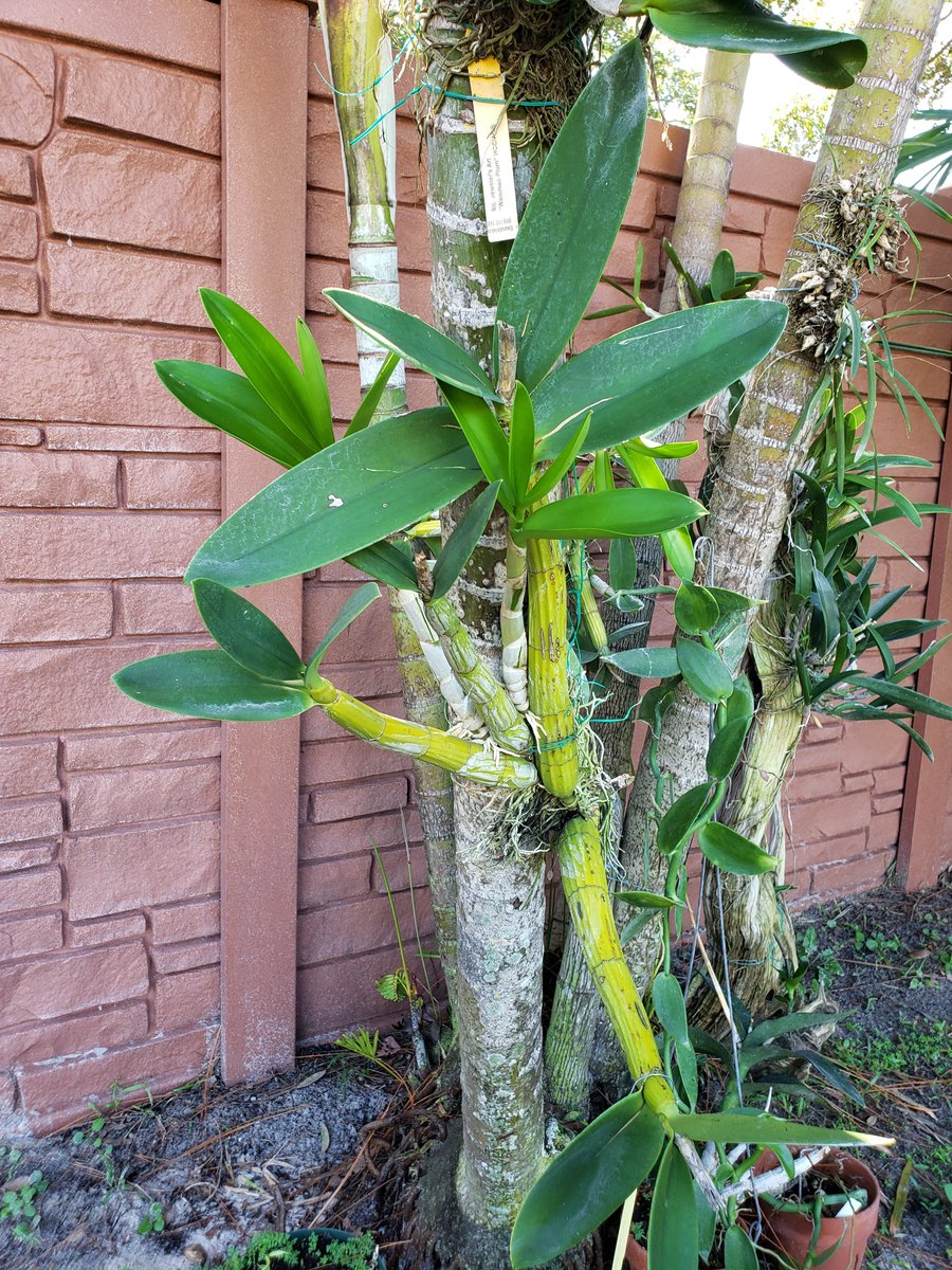 ConnieYurkus's tweet photo. If it's not in bloom, the orchids are in spike, bud and throwing new growth. The temps have dropped a little and the plants are loving life. #orchids #dendrobium #schomburgkia #vanda #cattleya #backyardorchids #flowerspikes https://t.co/jCWFzNuCOP