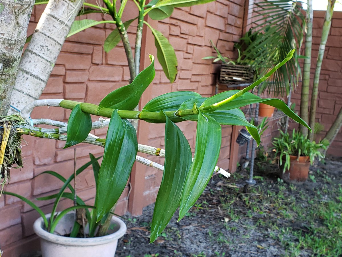 ConnieYurkus's tweet photo. If it's not in bloom, the orchids are in spike, bud and throwing new growth. The temps have dropped a little and the plants are loving life. #orchids #dendrobium #schomburgkia #vanda #cattleya #backyardorchids #flowerspikes https://t.co/jCWFzNuCOP