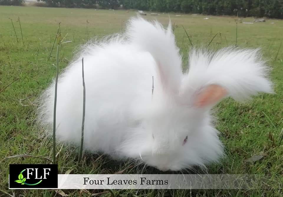 FourLeaves2019's tweet photo. Some of our quality English #Angora Rabbits. 🐇
#Angora
#Rabbit_🐰
#FLF https://t.co/KxLRGd76io
