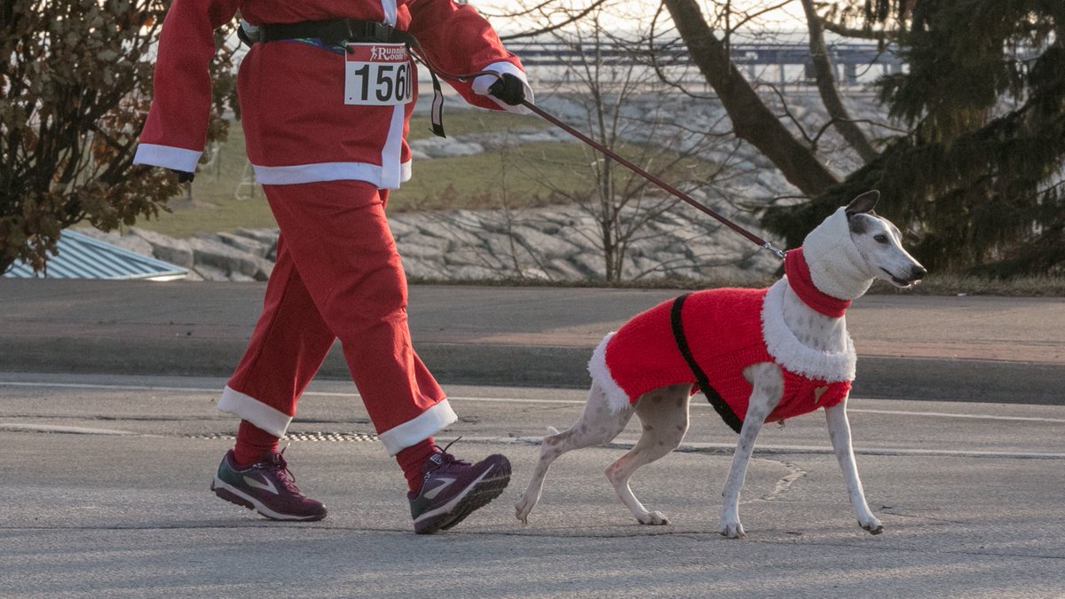VRProInc's tweet photo. Your four legged friends are welcome to enter! ๐๐ฆฎ๐โ๐ฆบ๐
๐๐๐ฆ
.
SAVE $10 with code STWM before midnight 31/10/19.
.
.
.
#RunWithUsWhereverYouAre #irunsanta #vrproinc #santa5k #runningroom https://t.co/KkUQ7T6Dd8