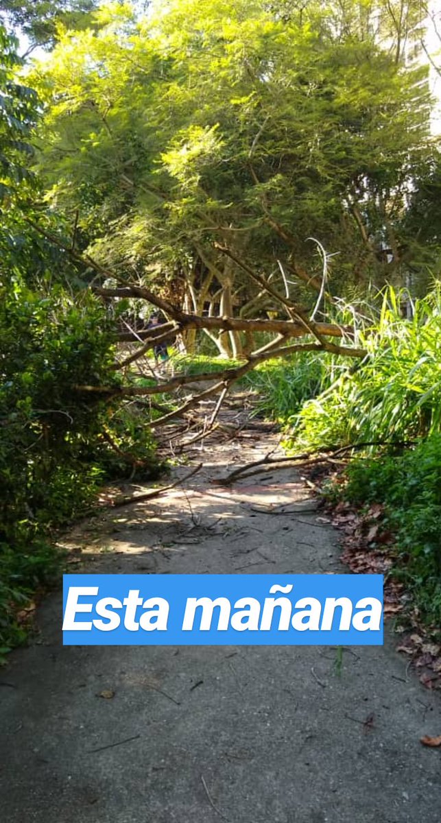asoteainforma's tweet photo. Agradecidos con el Sr Juan, que a sus 89 años y con un marcapaso, se ofreció a solucionar lo del árbol caído en la parque La Llovizna. 👏👏👏 https://t.co/XOCGmrECDU