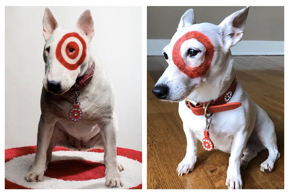 enkj78's tweet photo. Happy Halloween from my little Bullseye! 🎯
#halloween2019 #target #targetdog #bullseye #dogcostume #costume https://t.co/is5yGoOz1E