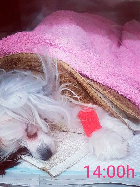 ANESTVET's tweet photo. Anestèsia per a Ovariohisterectomia i Profilaxis dental. Treballar amb #Anestesista #veterinaria dóna seguretat, facilita la feina del cirurgià i les mascotes es recuperen millor. Monitor Multiparamètric, control pressió arterial, control del dolor
#anestesiaveterinaria #anestvet https://t.co/Elimgf43UD