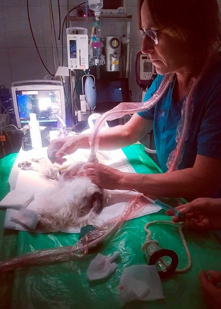 ANESTVET's tweet photo. Anestèsia per a Ovariohisterectomia i Profilaxis dental. Treballar amb #Anestesista #veterinaria dóna seguretat, facilita la feina del cirurgià i les mascotes es recuperen millor. Monitor Multiparamètric, control pressió arterial, control del dolor
#anestesiaveterinaria #anestvet https://t.co/Elimgf43UD