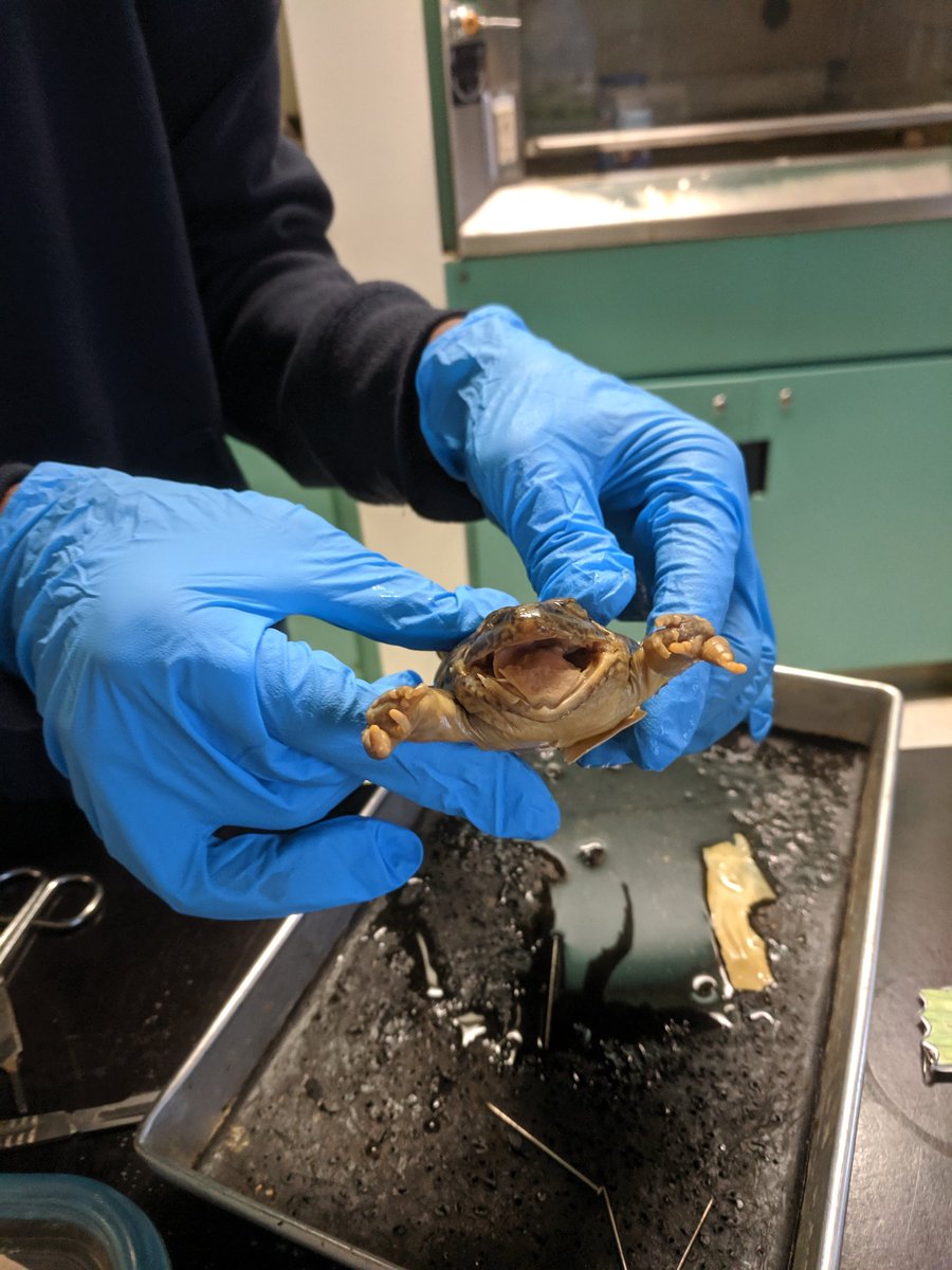 Happy Halloween from <a href="/RidgemontHS/">Ridgemont HighSchool</a> science!  Frog dissection day!