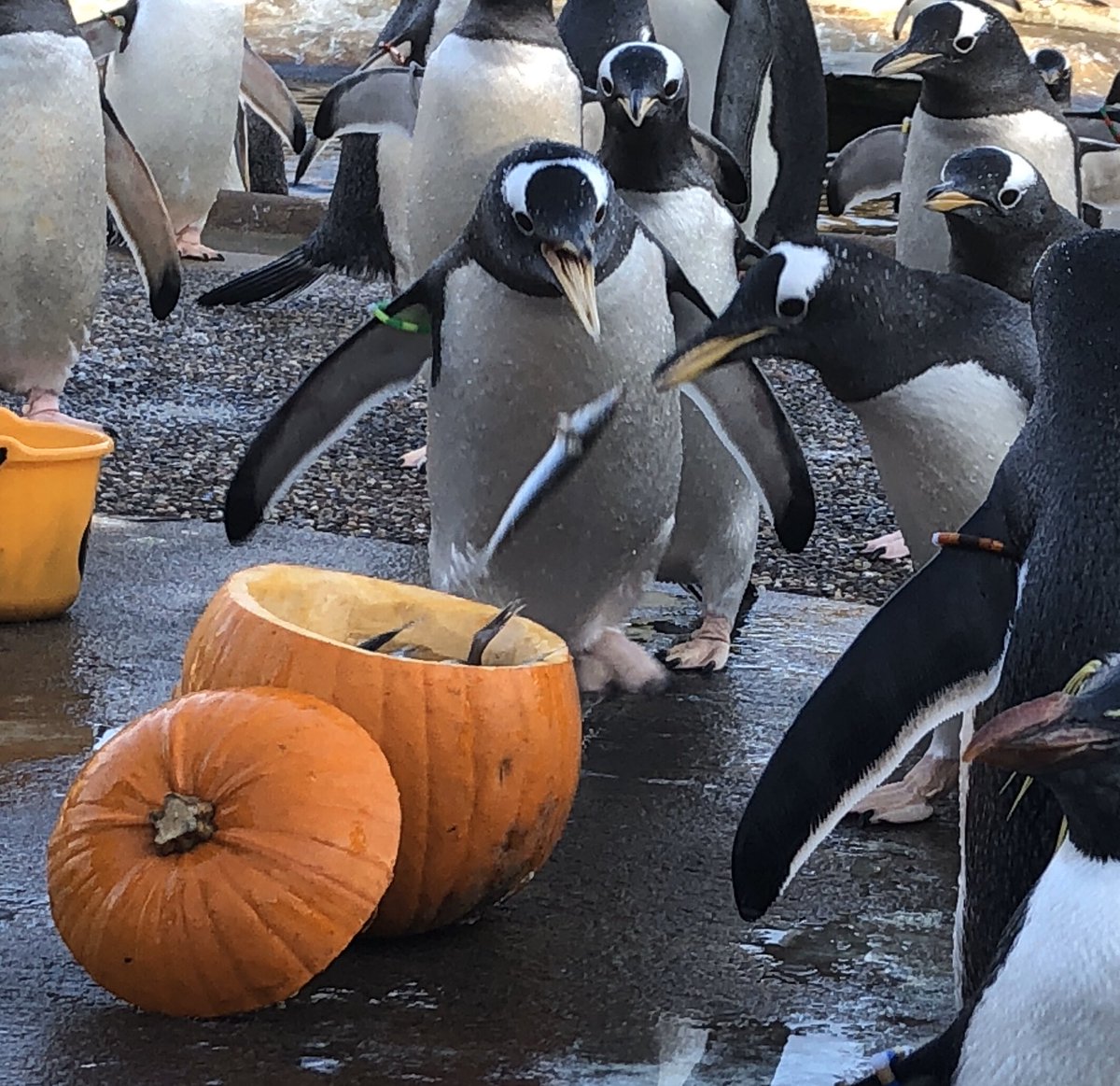 lornamoff's tweet photo. Happy Halloween ππ§ #edinburghzoo #zookeeper #penguinkeeper #happyhalloween #halloweenfun #gentoopenguin #rzss https://t.co/ssAYGRzLek