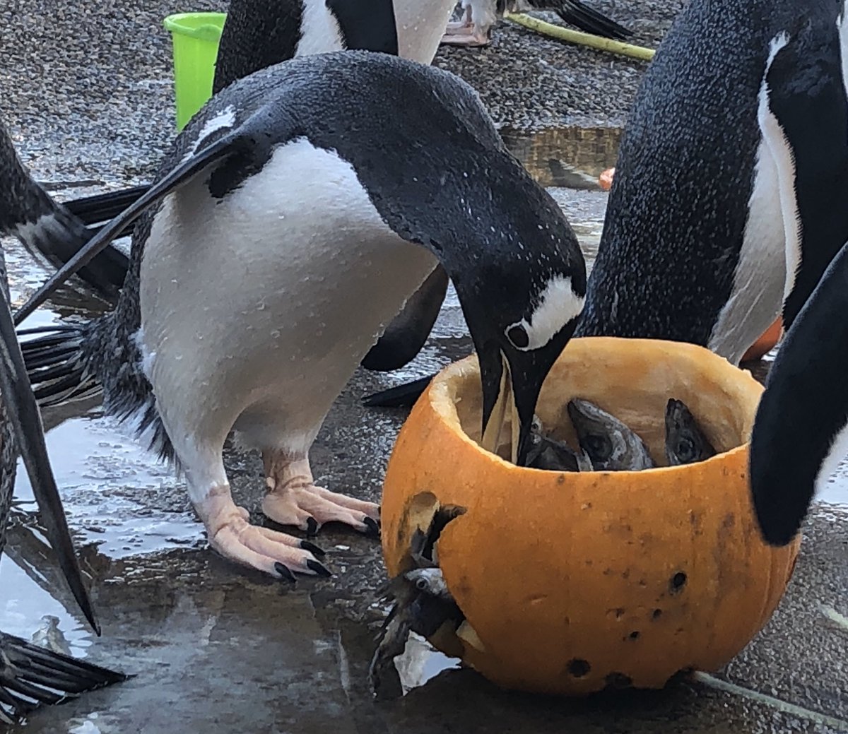 lornamoff's tweet photo. Happy Halloween ππ§ #edinburghzoo #zookeeper #penguinkeeper #happyhalloween #halloweenfun #gentoopenguin #rzss https://t.co/ssAYGRzLek