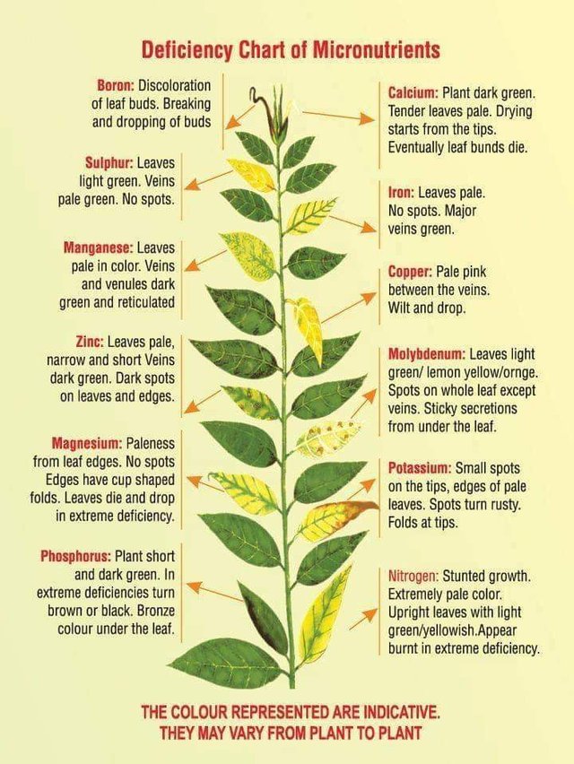 royalgreenthumb's tweet photo. "Is it true America can't grow good Kratom" https://t.co/uRUjIu4Hs5 https://t.co/uRYFPiIhYG