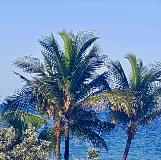 I would totally switch places with the palm trees.