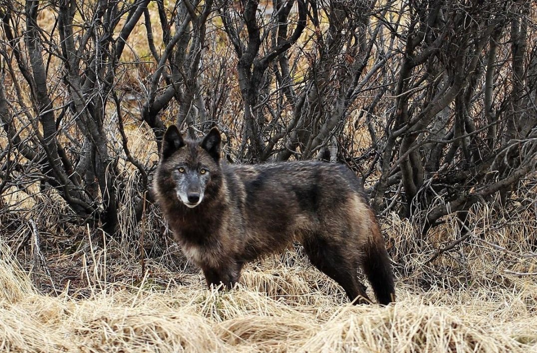 I advise the <a href="/forestservice/">USDA Forest Service</a> to refrain from pursuing an #Alaska version of the #RoadlessRule. Rather, protect these biologically rich, carbon dense, irreplaceable, &amp; stunning forests, home to the rare #AlexanderArchipeligoWolves 
#ProtectTheTongass

#ClimateCrisis