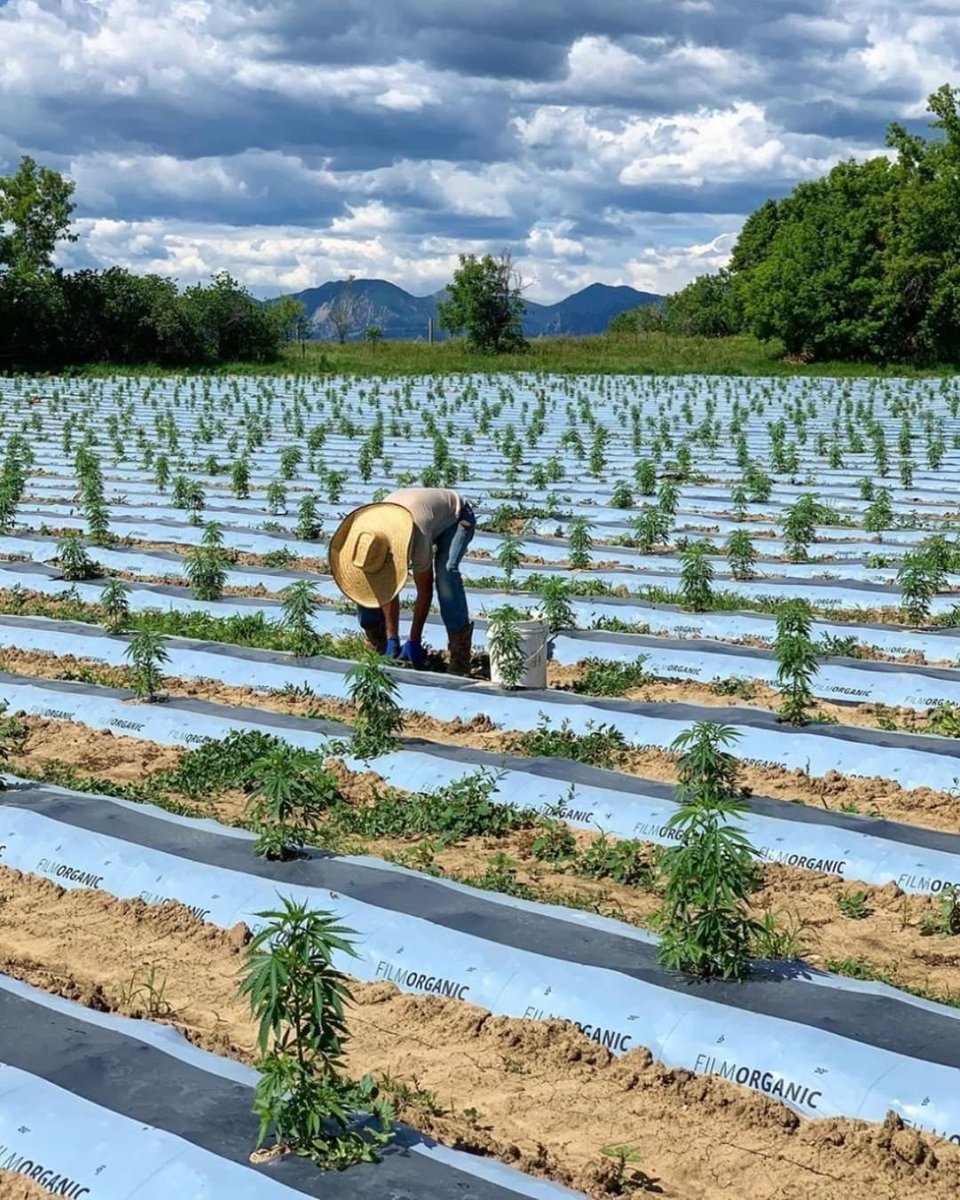 AndHempCBD_'s tweet photo. 💡Did you know?

Hemp can grow nearly anywhere in the world and in many types of soil. This plant can even thrive in short growing seasons or in dry regions. It can also help purify soil as well as kill certain types of weeds 🌱
📸:@knotweed 

#AndHemp https://t.co/ltm6feIeWr