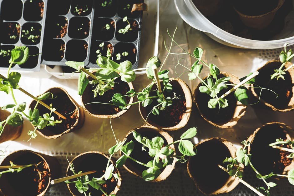 GrowScripts's tweet photo. "Garden as thought you'll live forever!"
-William Kent
#GrowScripts #gardening https://t.co/uets0WLvE5
