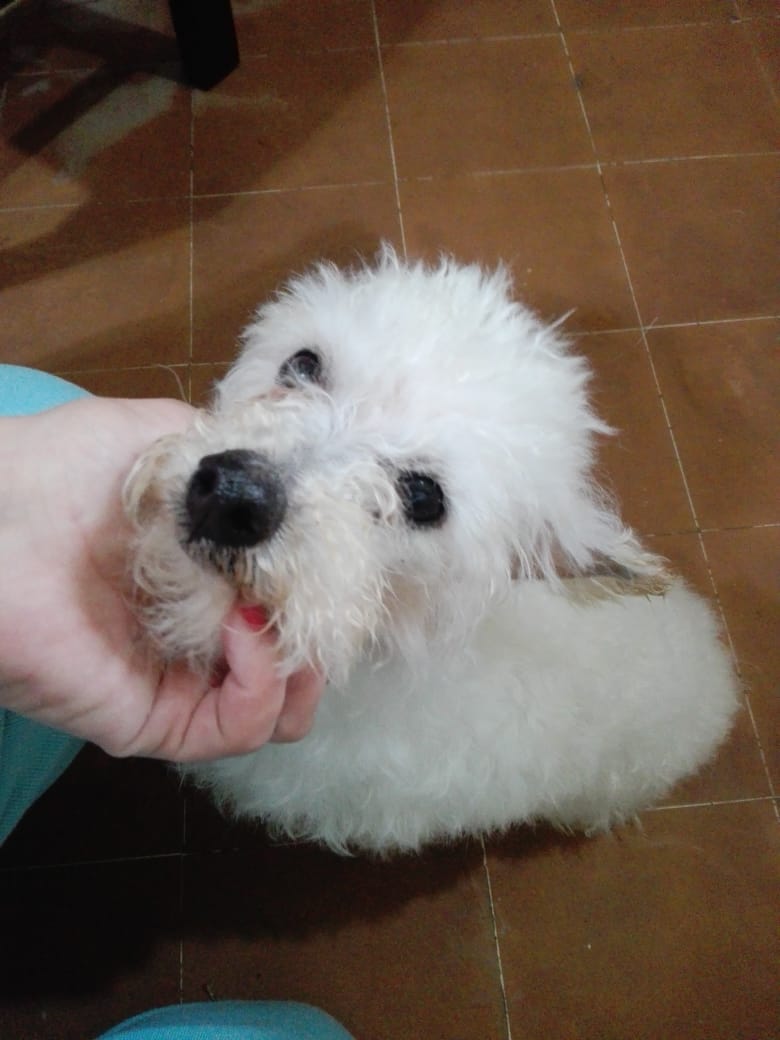 CaninoCorazon's tweet photo. ♥️ Caniche en adopción responsable ♥️

⏺️ Macho castrado
⏺️ 4 años de edad
⏺️ Súper bueno y amoroso

😞 Su familia lo da en adopción ya que hay una bebé en camino 😞 

👍 Adopción responsable, con seguimiento, lo llevamos a domicilio, casa cerrada sin posibilidad de escape⬇️ https://t.co/a5zlgh3lQV