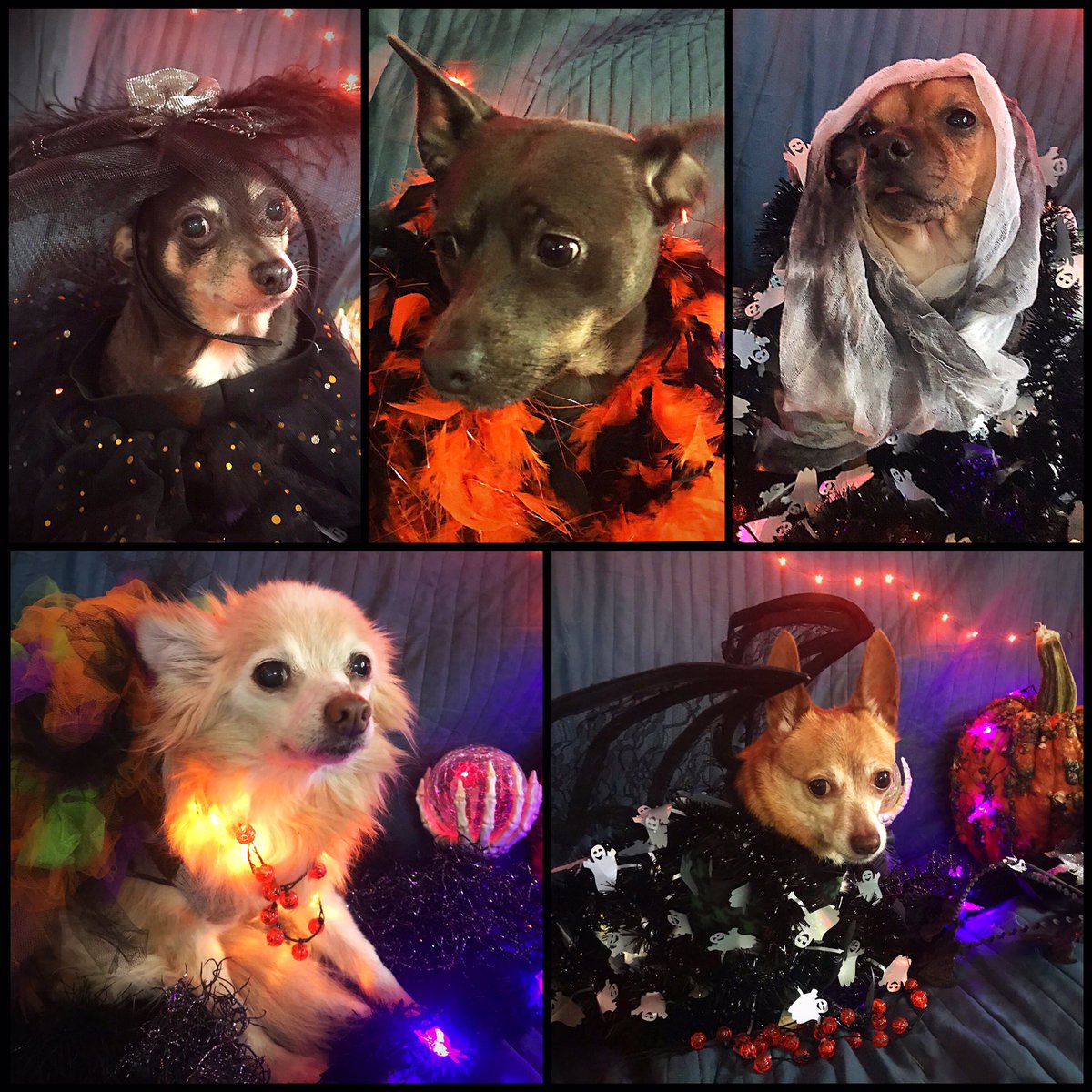 Happy #Howloween from the hooligans!
🎃
Shyla Queen Of The Damned, Alouette Femme Fatale, Eli The Unfriendly Ghost, Nacc Mac Creepyclown & Wiley Von BattyMcBaterson.  
🎃
#GiveUsTreatsOrWeWillPoopInYourShoes #Halloween #halloween2019 #dogcostumes #RescueDogs #DogsofTwittter