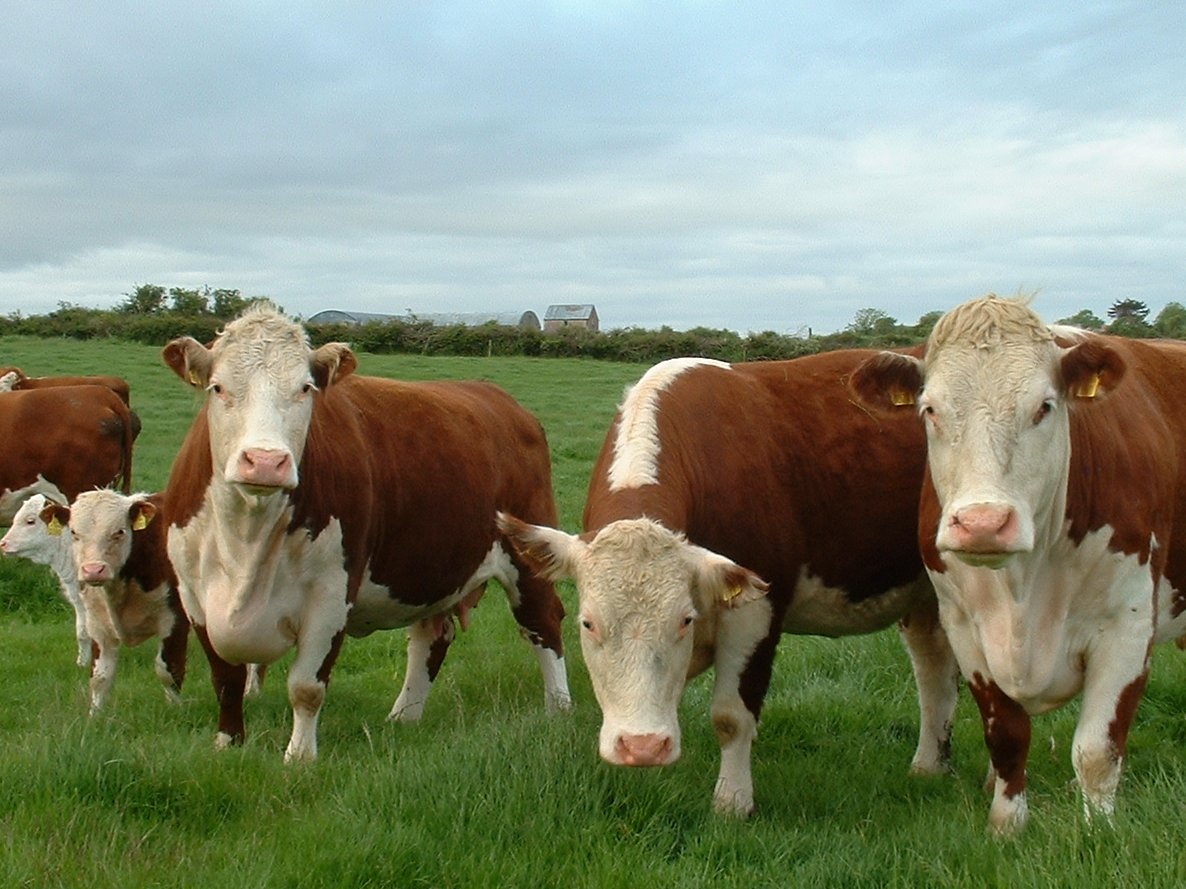 MurphyPackie's tweet photo. Seem to have lost some of my cattle ???
#nsuirishhistory #FarmLife https://t.co/nTg91q2MrV