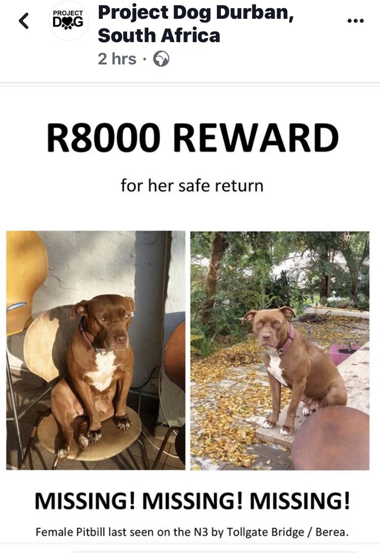 J9intheRSA's tweet image. KZN- Please peeps, share this far and wide- Ruby, female pit bull, spayed, got out of her home and was picked up by 2 ppl in van. We have to find her, owner is frantic. Please see Project Dog’s post below and the poster of Ruby. #BringRubyHome