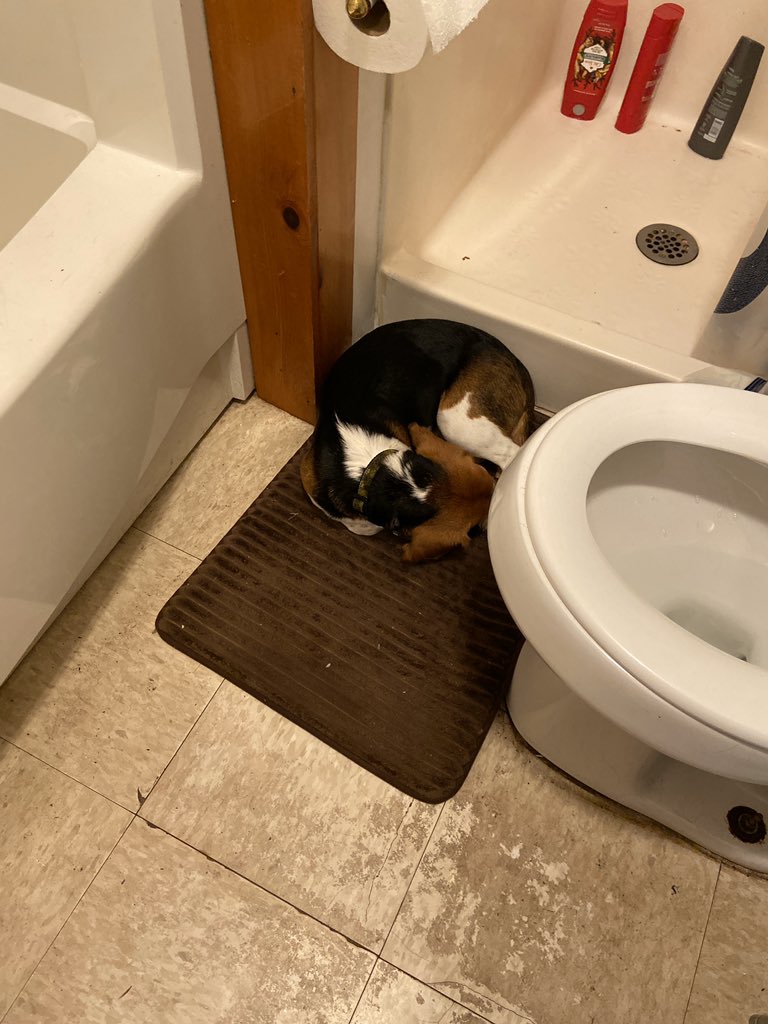 bridiaz97's tweet photo. Lynk lays in the weirdest spots https://t.co/UvSZR781S0