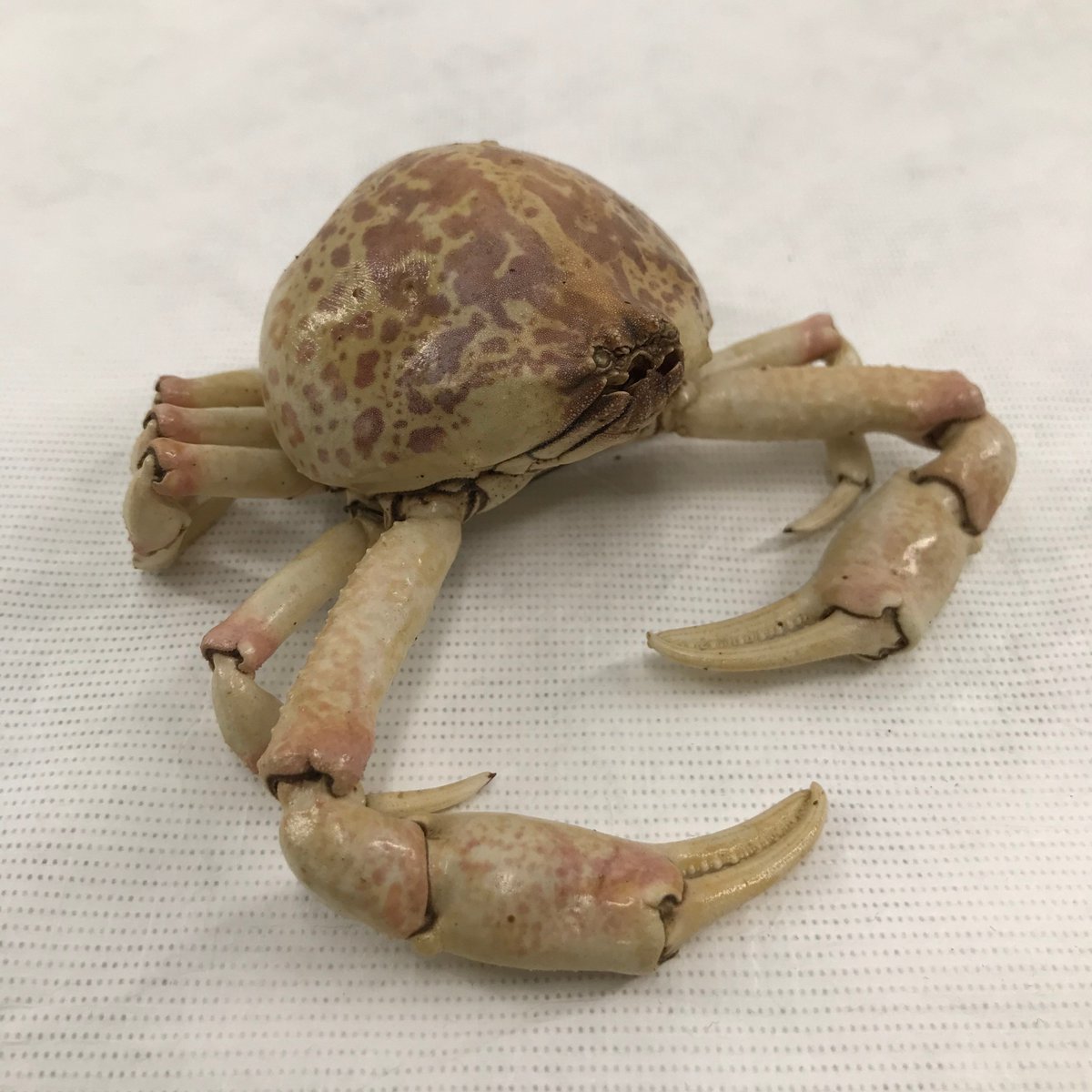This week’s #GuessWhatWednesday object was a Purple Crab (Randallia ornata)! Great guesses everyone, try again next week! #Museum #Collection