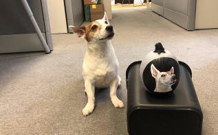 smartyPass's tweet photo. Happy Halloween! Our office dog Stubbz is the big winner in  the Pumpkin Decorating contest. https://t.co/4rbdZRXQ0S