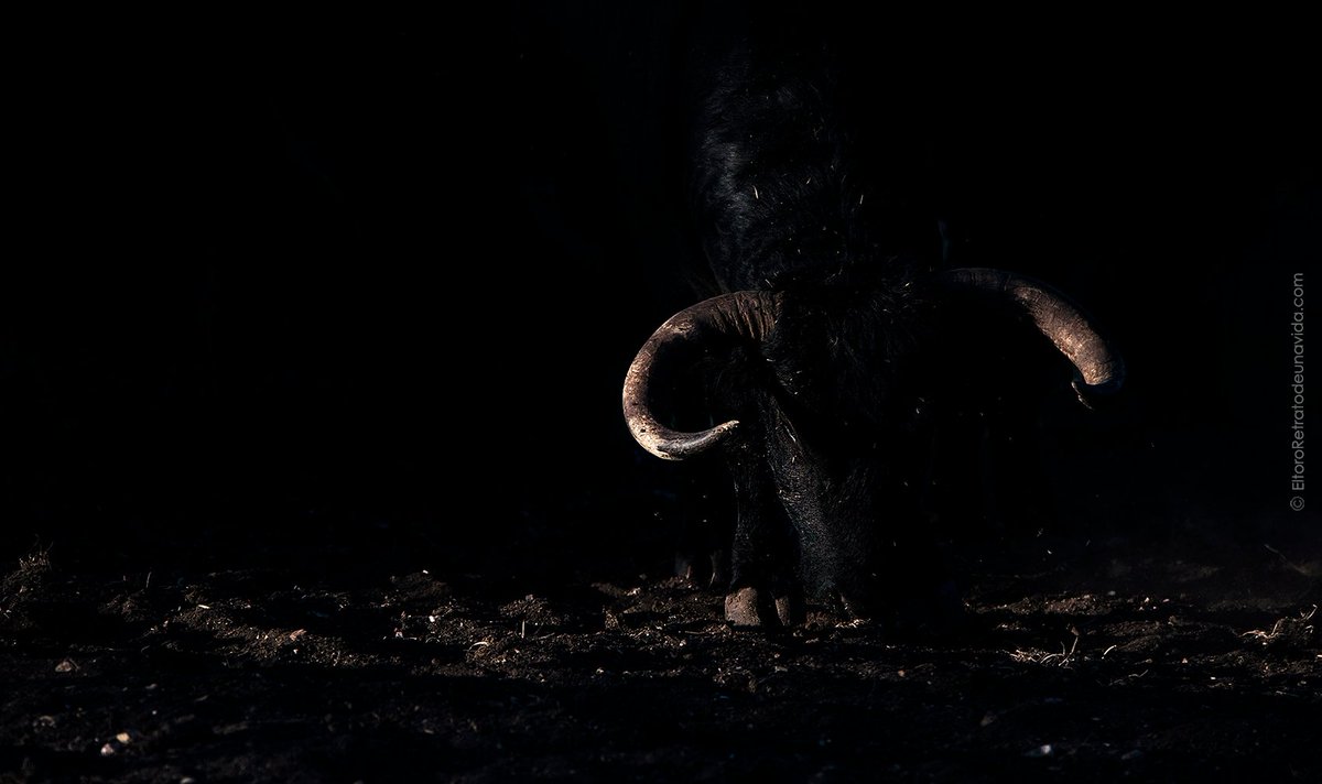 canalodemiguel's tweet photo. Y hoy, hoy nos hablan del miedo
.
.
.
https://t.co/wVoYnNFzmu

#Campobravo #JaradelRetamar #Noches #FotografíaNocturna #Miedos #Bravura #Sentir #Vivir #Disfrutar #ElToro #Retratodeunavida 

Copyright 2017 EL TORO Retrato de una vida. Todos los derechos reservados. https://t.co/dagaGBg7YD