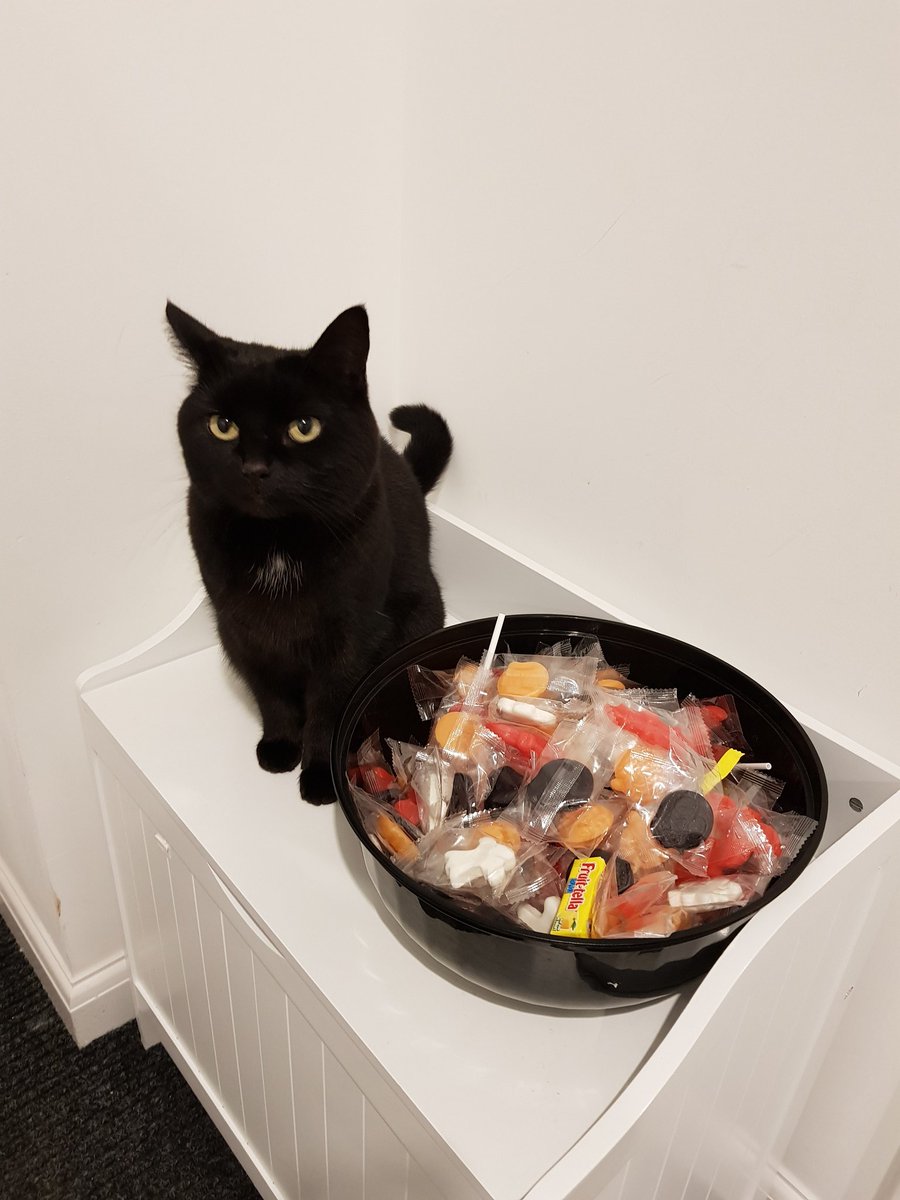 DrKimHeyes's tweet photo. Dogs do not like halloween. But black cats take guarding the sweets very seriously! #halloween2019 #BlackCatDay #dogsofhalloween #petsofhalloween https://t.co/inqLCdFwPC