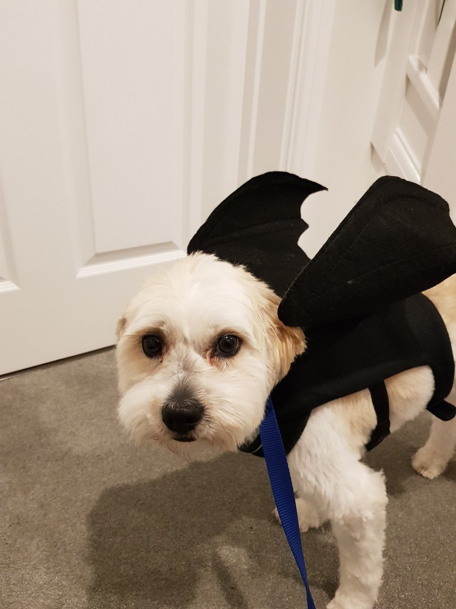 DrKimHeyes's tweet photo. Dogs do not like halloween. But black cats take guarding the sweets very seriously! #halloween2019 #BlackCatDay #dogsofhalloween #petsofhalloween https://t.co/inqLCdFwPC