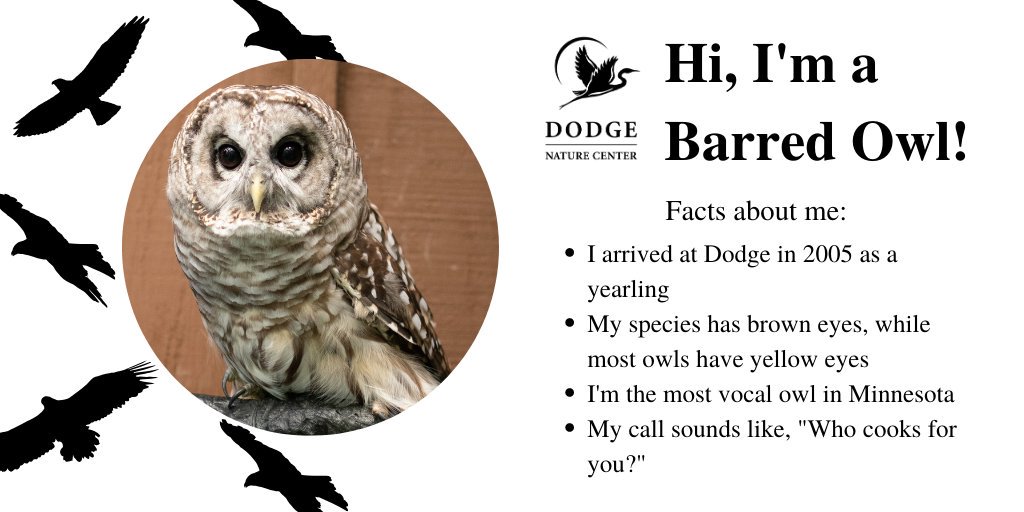 DodgeNatureCtr's tweet photo. As we mark the end of #RaptorMonth, meet our third avian ambassador. This Barred Owl 🦉 only has sight in one eye, so he can't be returned to the woods. Wonder if his wild relatives will be out tonight celebrating #Owloween? https://t.co/uU4AuIfKSg