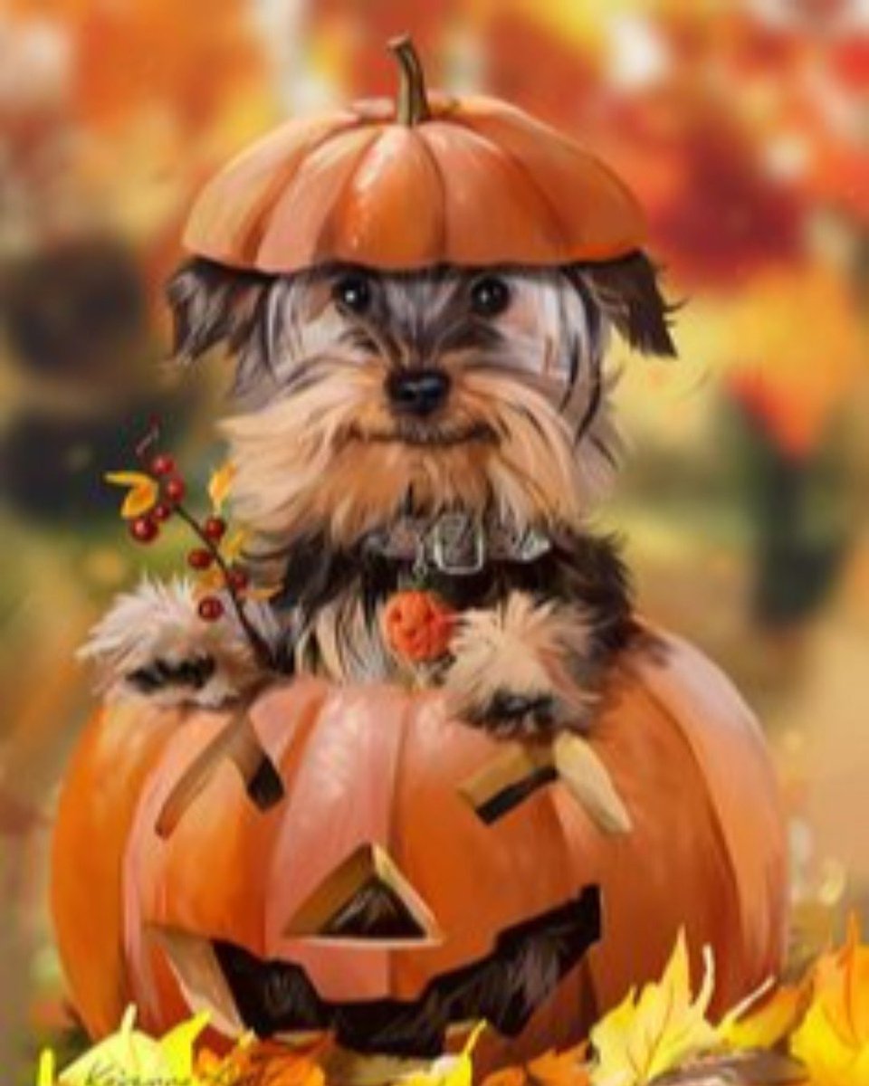 HumaneSctyBayCo's tweet photo. Ghostly Greetings! Boo to you from our crew, HAPPY HOWL-O-WEEN 🐱🐶🎃🎃 https://t.co/nGMUMlEcjc