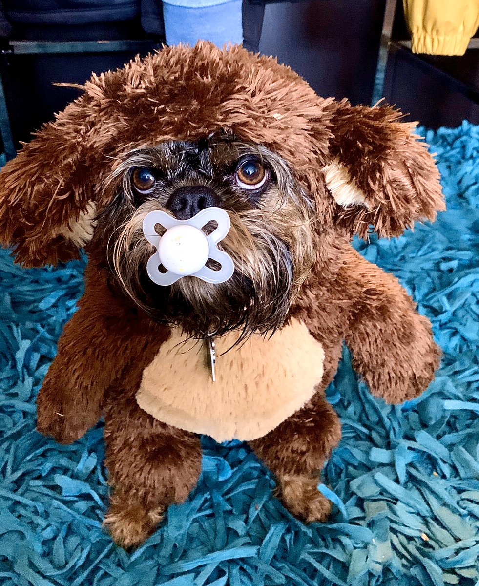 RhinoFlops's tweet photo. #N12HALLOWEEN                                    Thula Segall from SoNo.

BossLady, you already have a hooman baby...but on the other hand I really like this binkie 👻👅 https://t.co/4bORHDP5aB