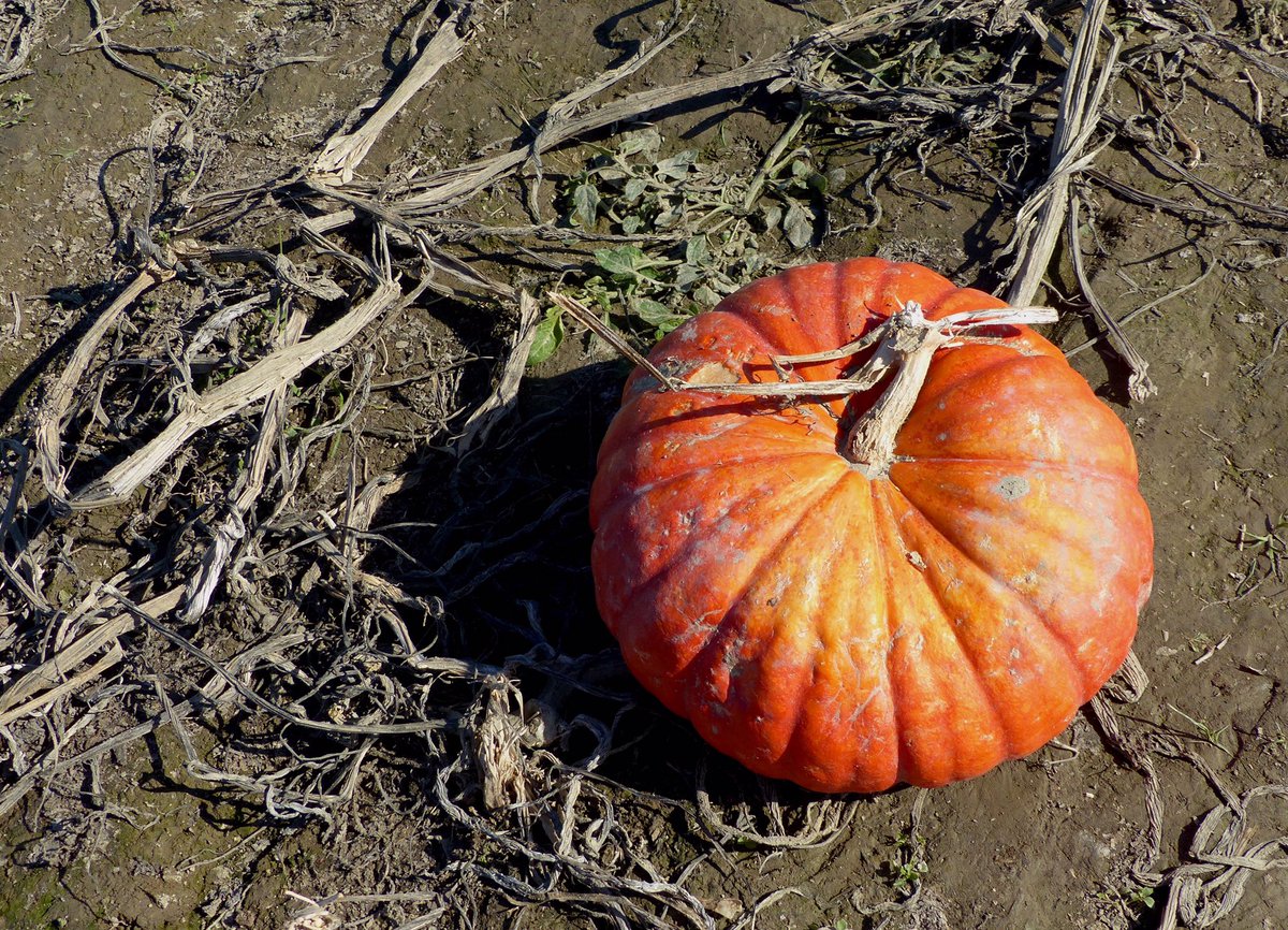 Hiromi Goto tweet media