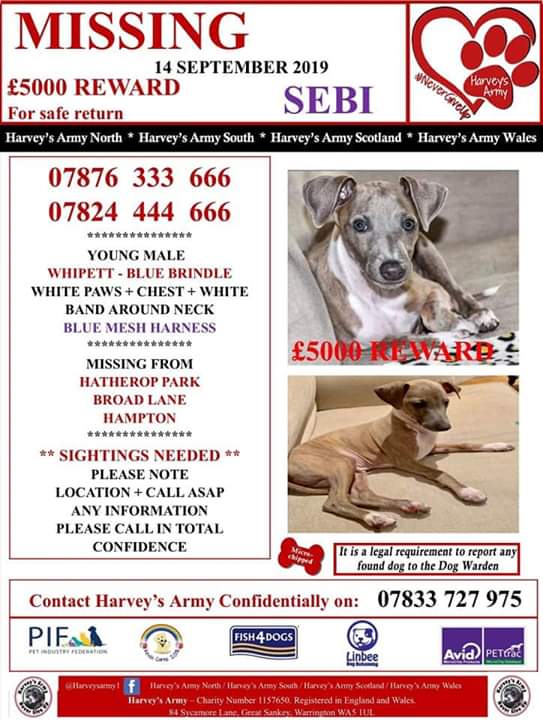 juliagarland73's tweet photo. ***STOLEN*** #SEBI #puppy #stolen on a walk blue/brindle whippet/italian-greyhound 18 wk old #stolen frm #HatheropPark #Broadlane #Hampton #London #TW12 area #Stolendog #Missing #MissingDog #missingpets #lostpets PLZ RT ๐๐๐๐พ๐พ๐พ https://t.co/AbZqzQnfNQ